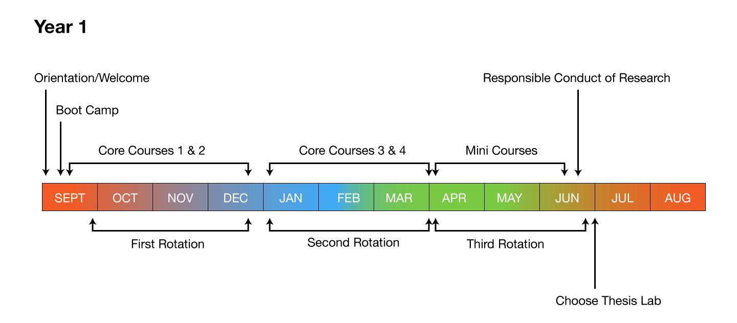 Year 1 timeline